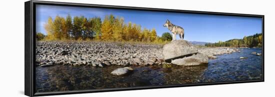 Wolf Standing on a Rock at the Riverbank, US Glacier National Park, Montana, USA-null-Framed Photographic Print