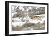 Wolf walking in snow, Yellowstone National Park, USA-Danny Green-Framed Photographic Print