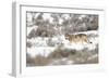 Wolf walking in snow, Yellowstone National Park, USA-Danny Green-Framed Photographic Print