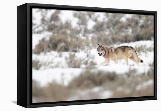 Wolf walking in snow, Yellowstone National Park, USA-Danny Green-Framed Stretched Canvas