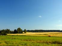 Landscape with Forest and Horse in a Meadow-wolf139-Mounted Photographic Print