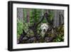 Wolf-Mike Centioli-Framed Art Print