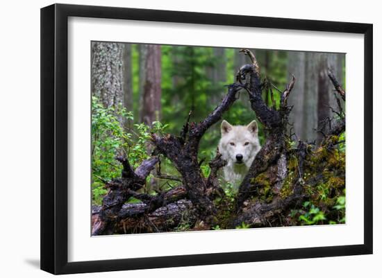 Wolf-Mike Centioli-Framed Art Print