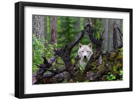 Wolf-Mike Centioli-Framed Art Print