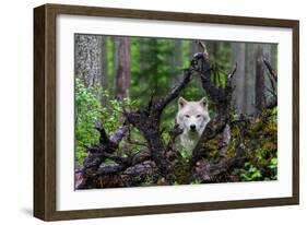 Wolf-Mike Centioli-Framed Art Print