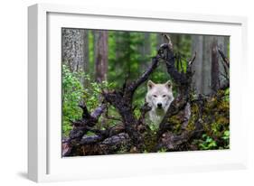 Wolf-Mike Centioli-Framed Art Print