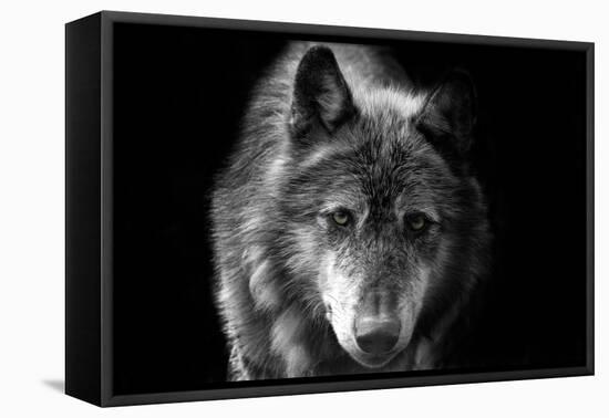 Wolf-Brian Dunne-Framed Stretched Canvas