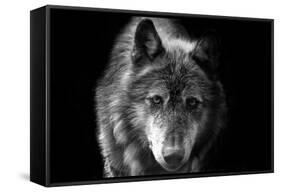 Wolf-Brian Dunne-Framed Stretched Canvas