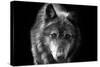Wolf-Brian Dunne-Stretched Canvas