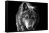 Wolf-Brian Dunne-Framed Stretched Canvas