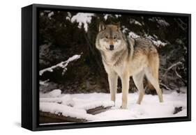 Wolf-null-Framed Stretched Canvas