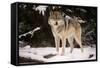 Wolf-null-Framed Stretched Canvas