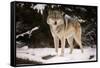 Wolf-null-Framed Stretched Canvas