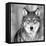 Wolf-null-Framed Stretched Canvas