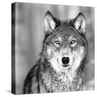 Wolf-null-Stretched Canvas