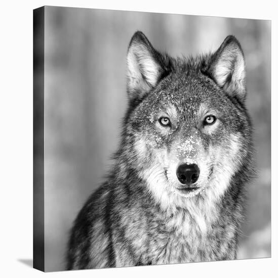 Wolf-null-Stretched Canvas
