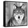 Wolf-null-Framed Stretched Canvas