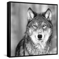 Wolf-null-Framed Stretched Canvas