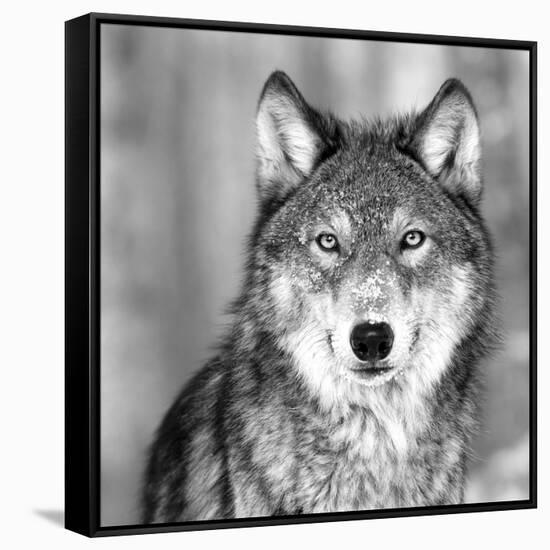 Wolf-null-Framed Stretched Canvas