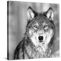Wolf-null-Stretched Canvas