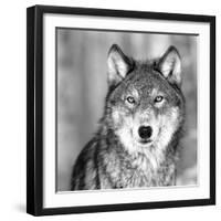 Wolf-null-Framed Premium Photographic Print