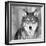 Wolf-null-Framed Premium Photographic Print