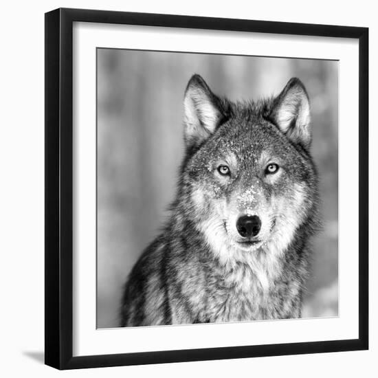 Wolf-null-Framed Premium Photographic Print