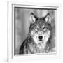 Wolf-null-Framed Premium Photographic Print