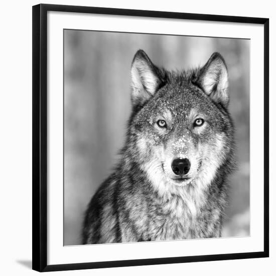 Wolf-null-Framed Premium Photographic Print