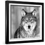 Wolf-null-Framed Premium Photographic Print