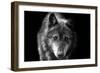 Wolf-Brian Dunne-Framed Photographic Print