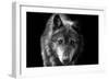 Wolf-Brian Dunne-Framed Photographic Print