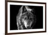 Wolf-Brian Dunne-Framed Photographic Print