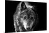 Wolf-Brian Dunne-Mounted Photographic Print