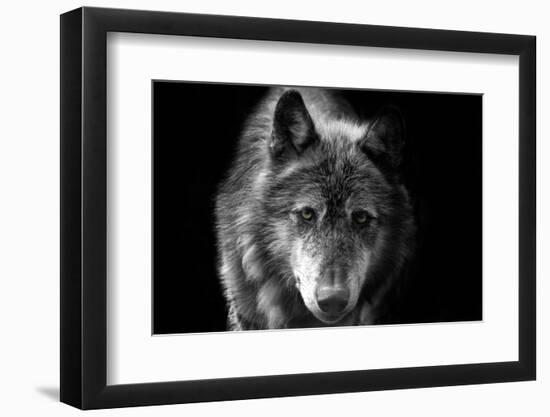 Wolf-Brian Dunne-Framed Photographic Print