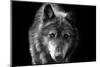 Wolf-Brian Dunne-Mounted Photographic Print