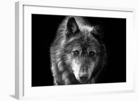 Wolf-Brian Dunne-Framed Photographic Print