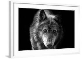 Wolf-Brian Dunne-Framed Photographic Print