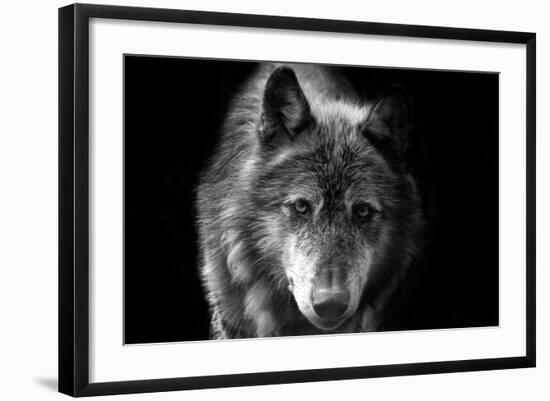Wolf-Brian Dunne-Framed Photographic Print