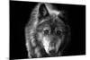 Wolf-Brian Dunne-Mounted Photographic Print