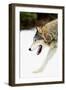 Wolf-null-Framed Photographic Print