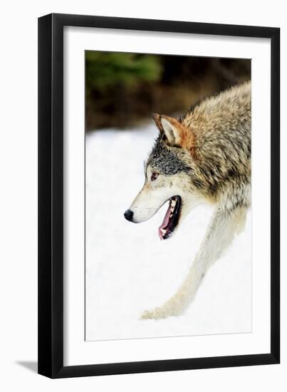 Wolf-null-Framed Photographic Print