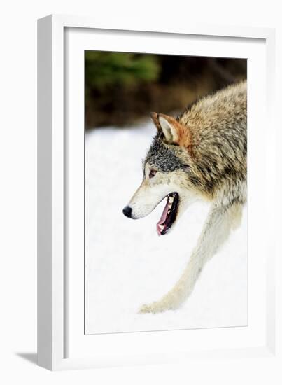 Wolf-null-Framed Photographic Print