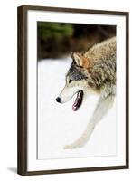 Wolf-null-Framed Photographic Print