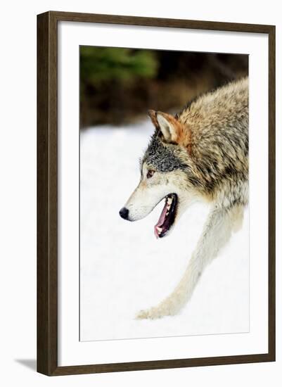 Wolf-null-Framed Photographic Print