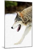 Wolf-null-Mounted Photographic Print