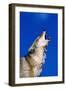 Wolf-null-Framed Photographic Print