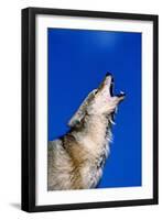 Wolf-null-Framed Photographic Print