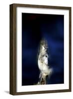 Wolf-null-Framed Photographic Print