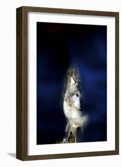 Wolf-null-Framed Photographic Print